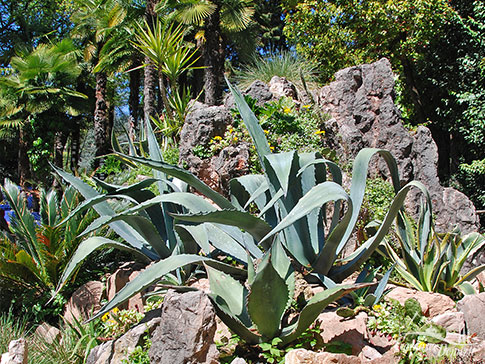 Agaven im Botanischen Garten in Gardone Riviera am Gardasee Westufer, Italien