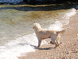 Hund, Gardasee