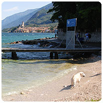 Hund, Strand, Gardasee