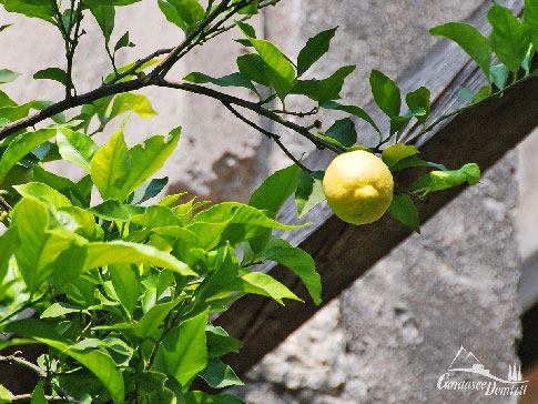 Zitrone, Limonaia del Castel, Limone sul Garda, Gardasee, Italien