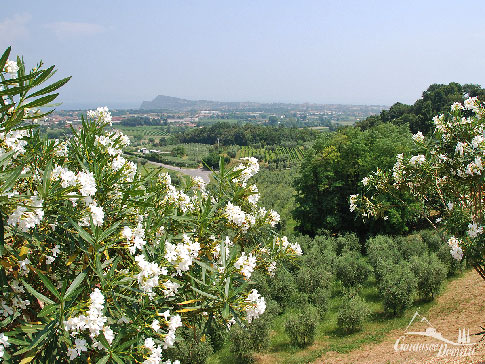 Das Panorama von Puegnago sul Garda - Olivenhaine, Weinreben bis zum Gardasee