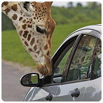 Hautnah an den Tieren des Safariparks Giraffe, Auto, Safaripark