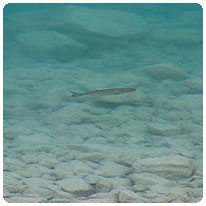 Forelle im klaren Wasser des Tennosees Tennosee, Forelle